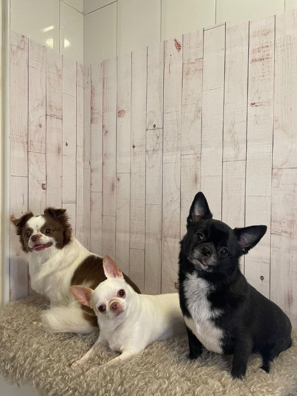 Trabajo de peluquería canina
